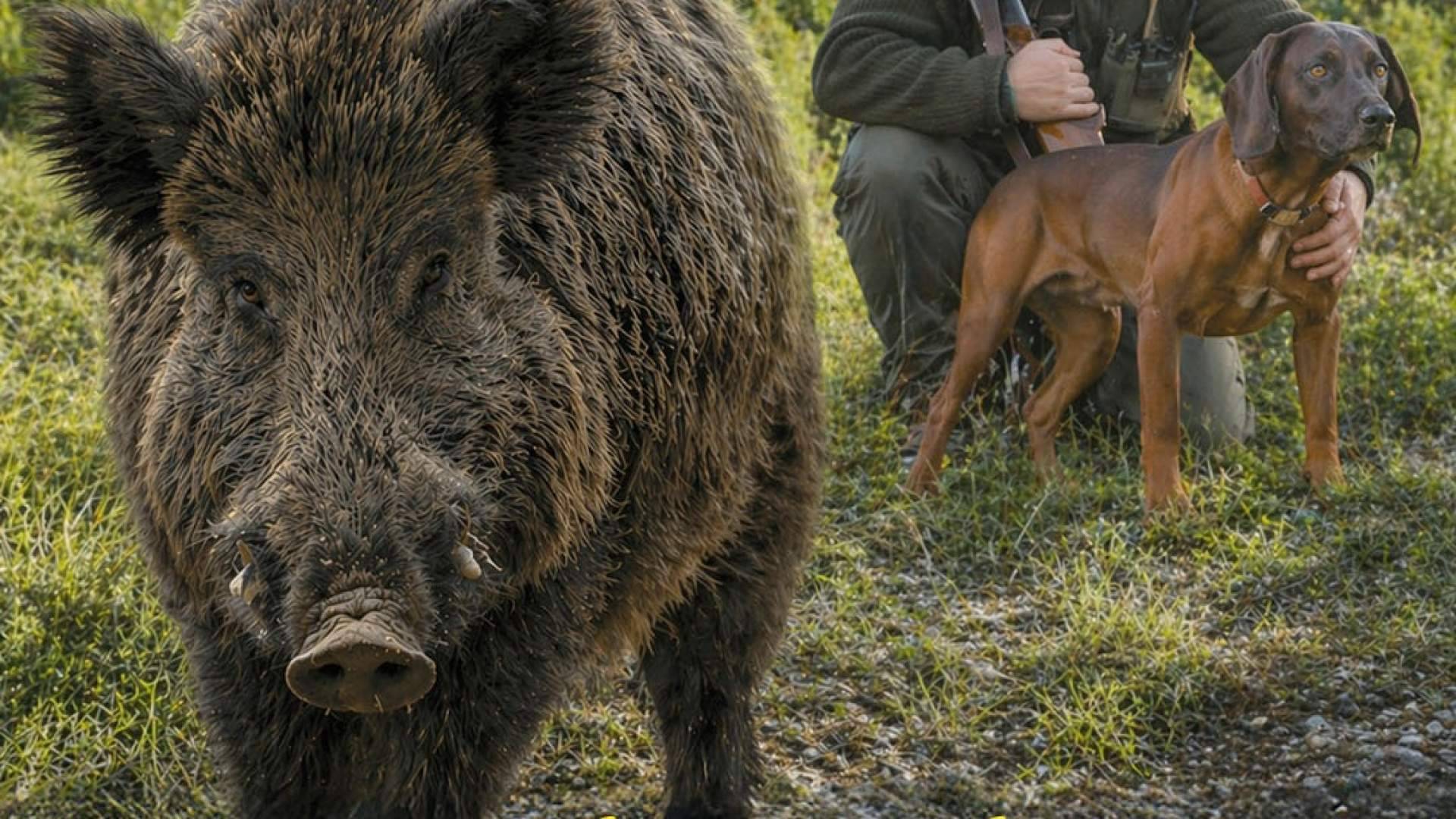 Trofeo Caza reúne en un mismo entorno entretenimiento e información para una comunidad cinegética exigente