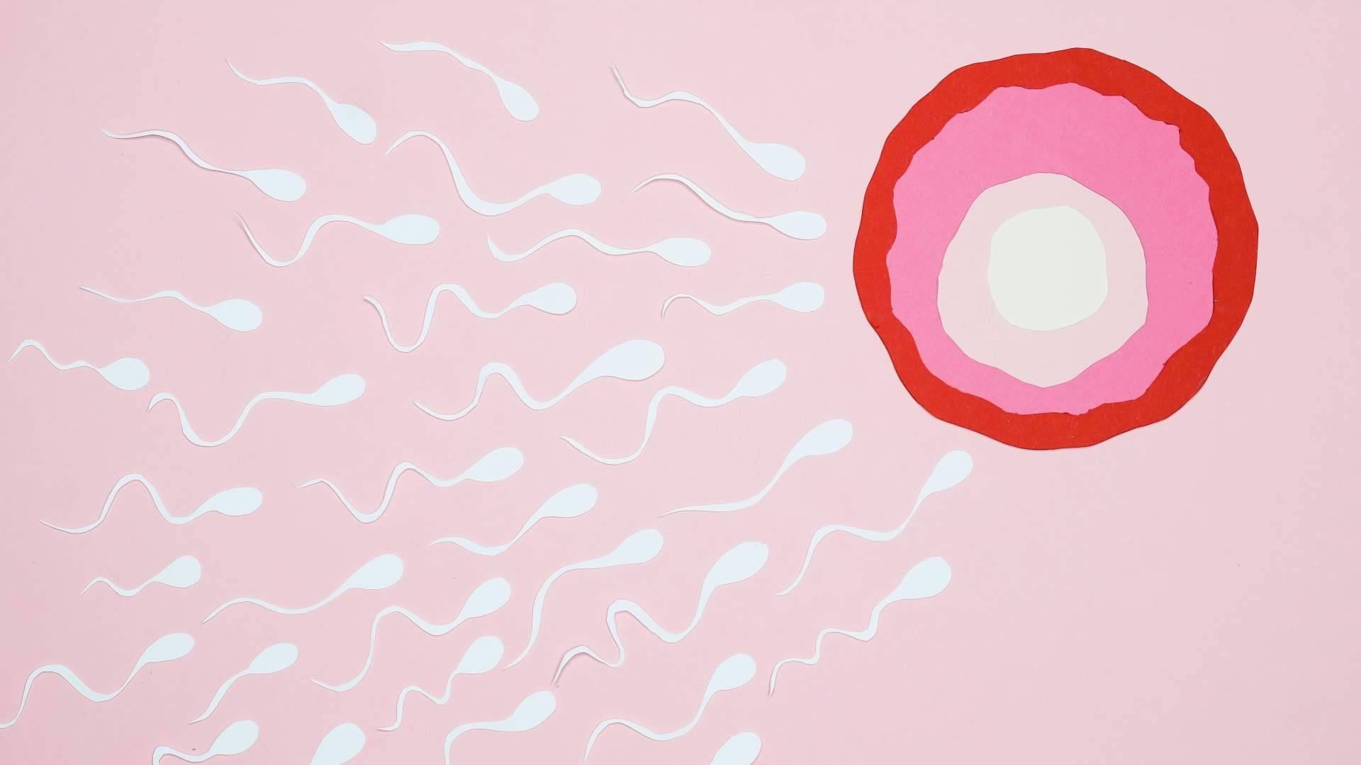 ReproIntegralogía®; el método desarrollado en España que propone una nueva forma de entender la fertilidad femenina