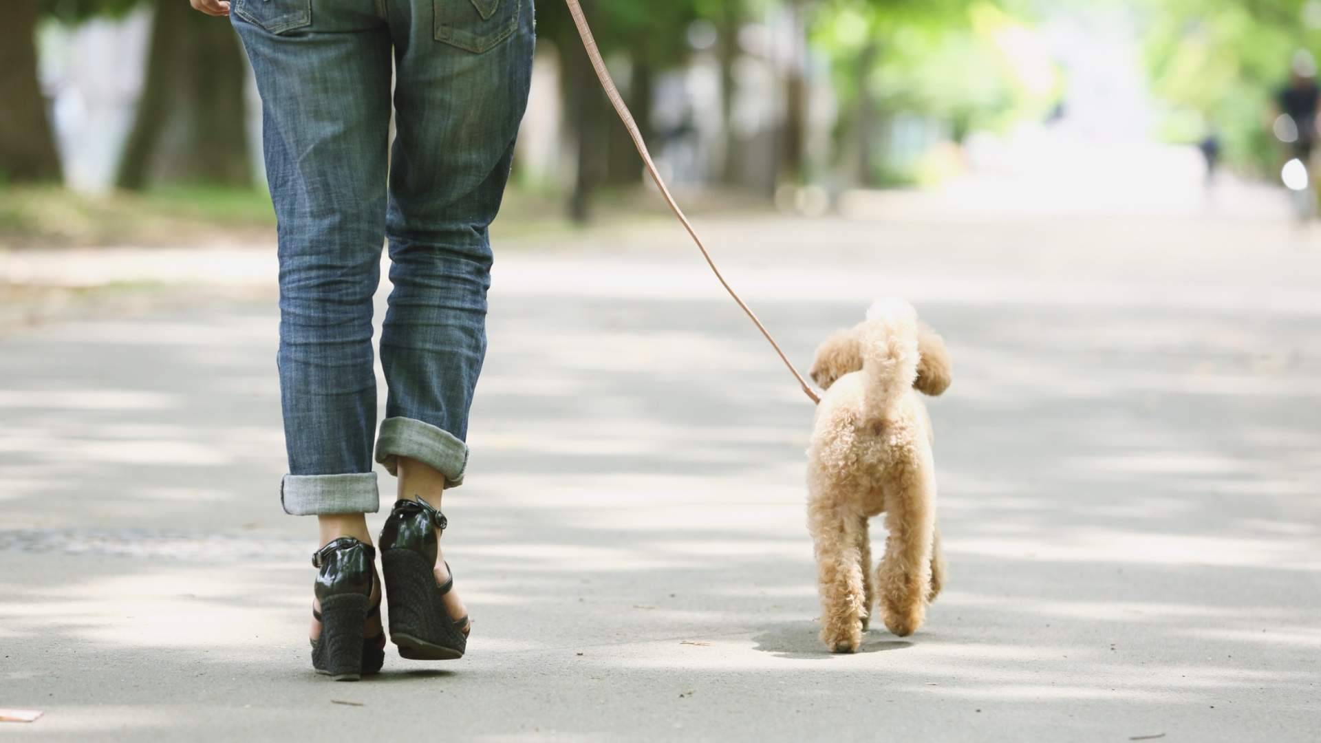 Friendog supera los 250.000 usuarios activos y lanza su mayor actualización