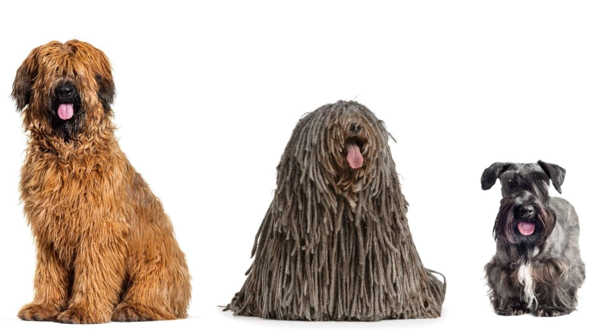 Petplan España lleva los seguros para mascotas a la era de la IA en Chat GPT