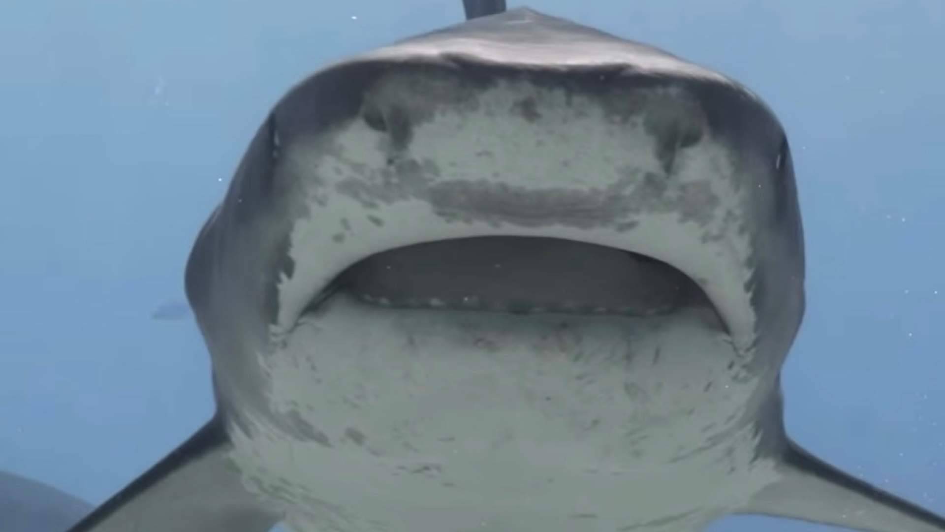 Fuvahmulah, Maldivas donde es posible bucear con tiburones tigre durante todo el año