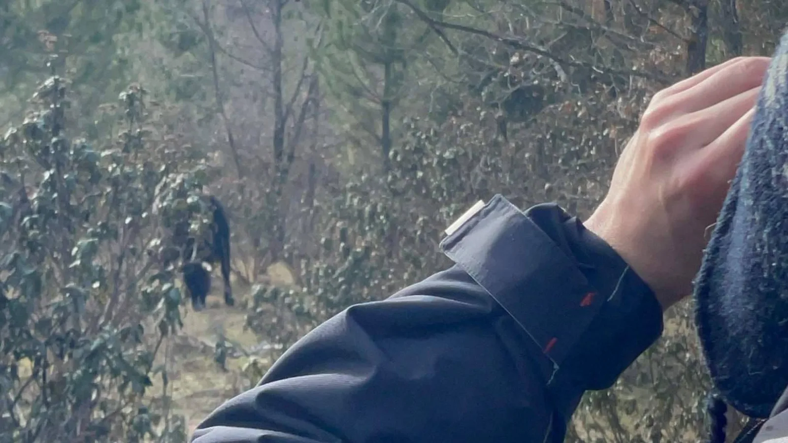 El Alto Tajo muestra, de la mano de Cosmo Guada, cómo los grandes herbívoros ayudan a prevenir incendios